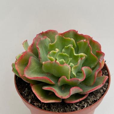 Echeveria Dorothy